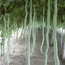 Snake Gourd Seeds, 4 Seeds Per Bag