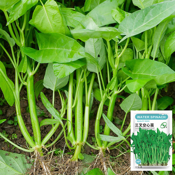 Three-Forked Water Spinach Seeds, 10g