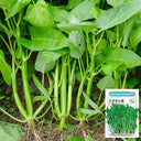Three-Forked Water Spinach Seeds, 10g