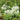 White Honesty Silver Dollar, 10 Seeds