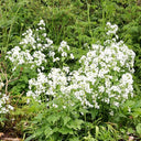 White Honesty Silver Dollar, 10 Seeds