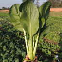 'Jiaoyan' Small Pak Choi Seeds, 10g
