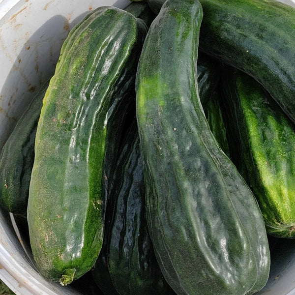 Black Ribbed Crisp Melon Seeds, 2g