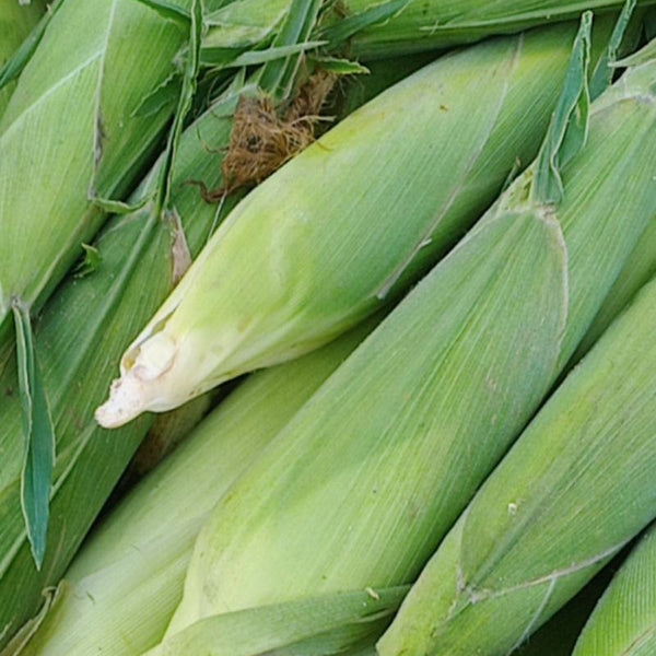 Jingkenuo 2000E Corn Seeds, 20g