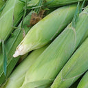 Jingkenuo 2000E Corn Seeds, 20g