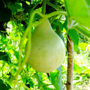 Edible Bottle Gourd, 15 Seeds