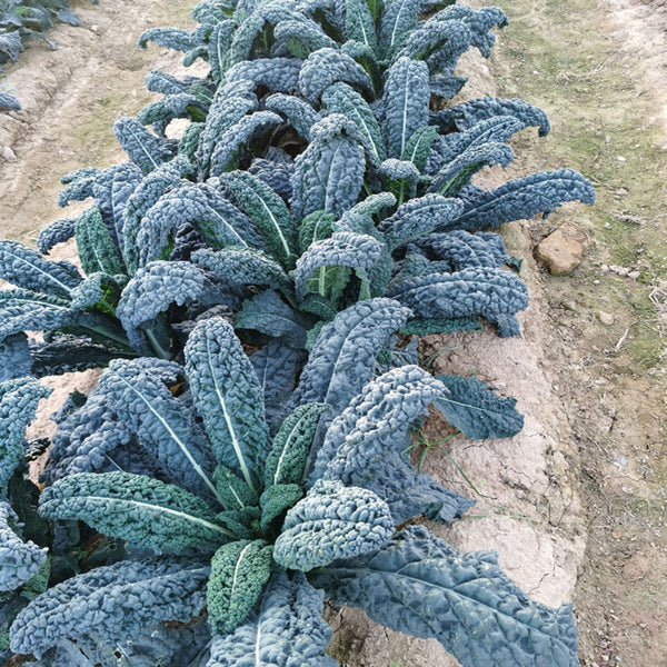 Blue Feather Kale Seeds, 2g