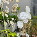 Silver Dollar Plant, 50 Seeds