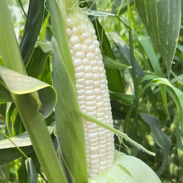 Jingkenuo 2000E Corn Seeds, 20g