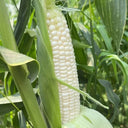 Jingkenuo 2000E Corn Seeds, 20g