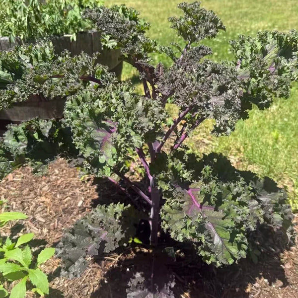 Ziyu No. 1 Kale Seeds, 2g