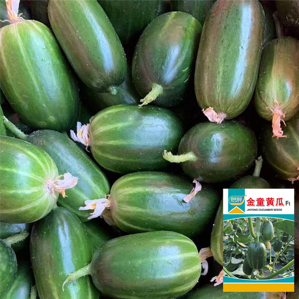 'Golden Boy' Cucumber F1 Seeds, 10 Seeds