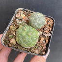 Tephrocactus bonnieae, 2-3cm