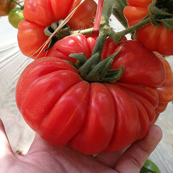 'Dongfanghong' Tomato Seeds, 10 Seeds