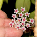 Coin Leaf Hoya, 5 Cuttings