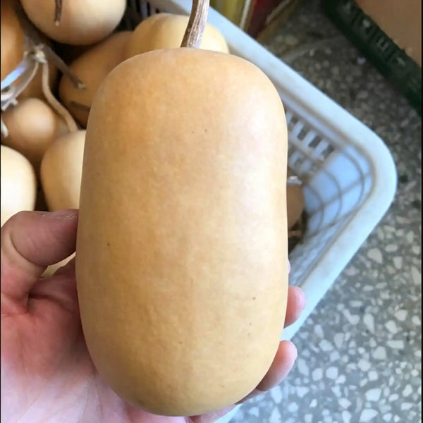 'Little Winter Melon' Gourd, 10 Seeds