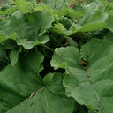 Longzhong Burdock, 200 Seeds