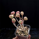 Aeonium saundersii, 1 Plant