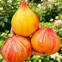 1095 Light of Baltic Tomato, 5 Seeds