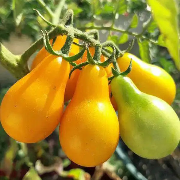 Yellow Pear Cherry Tomato Seeds, 2g