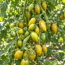 302 Zun Du Jia Du F2 Tomato, 5 Seeds