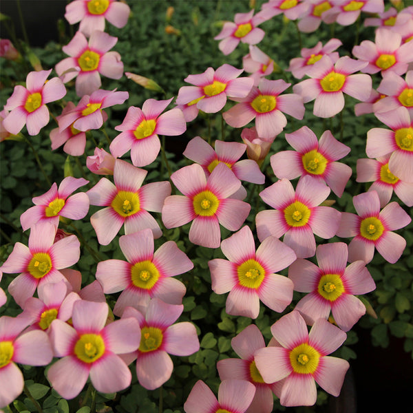 Oxalis obtusa Series Bulb - 'Aurora', 10 Bulbs