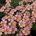 Oxalis obtusa Series Bulb - 'Aurora', 10 Bulbs