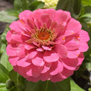 Pink Garden Zinnia Seeds, 100 Seeds