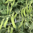 'Cuibao 616' Snow Pea Seeds, 30g