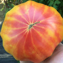 Northern Lights Tomato Seeds, 5 Seeds