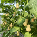 Cream Pumpkin Seeds, 10 Seeds