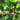 Hezhichun Speckled Swan Gourd, 10 Seeds