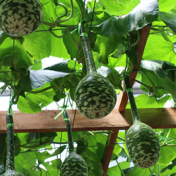 Hezhichun Speckled Swan Gourd, 10 Seeds