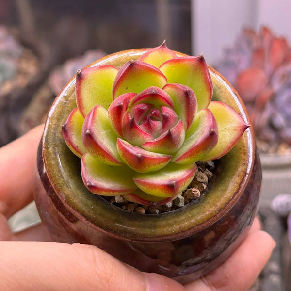 Echeveria cv. 'Gilva', 3pcs x 1-head
