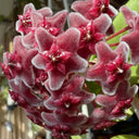 Hoya pubicalyx 'Pink Silver', 5 Cuttings