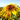 Meteor Double Sunflower, 5~10 Seeds