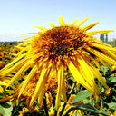 Meteor Double Sunflower, 5~10 Seeds