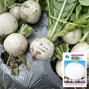 Large Round White Radish F1 Seeds, 10g