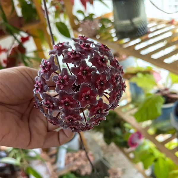Hoya pubicalyx 'Red Button', 2 Cuttings