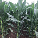 NK718 Corn Maize Hybrid, 200 Seeds