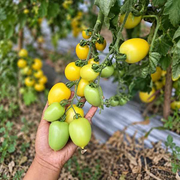 234 Banana Singapore Cream Tomato, 5 Seeds