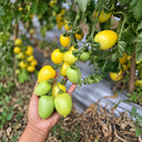 234 Banana Singapore Cream Tomato, 5 Seeds