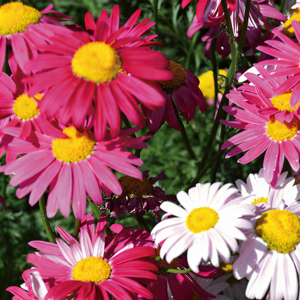 Pyrethrum, 200 Seeds