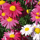 Pyrethrum, 200 Seeds