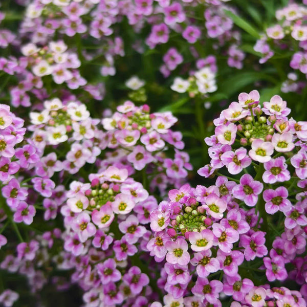 Purple Sweet Alyssum, 1g