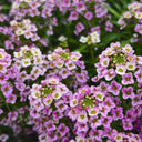 Purple Sweet Alyssum, 1g
