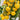 Super Sweet Yellow Peach Fruit Tomato, 100 Seeds