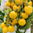 Super Sweet Yellow Peach Fruit Tomato, 100 Seeds