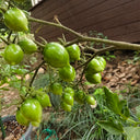 Crazy Gu Yuelin F4 Tomato, 5 Seeds