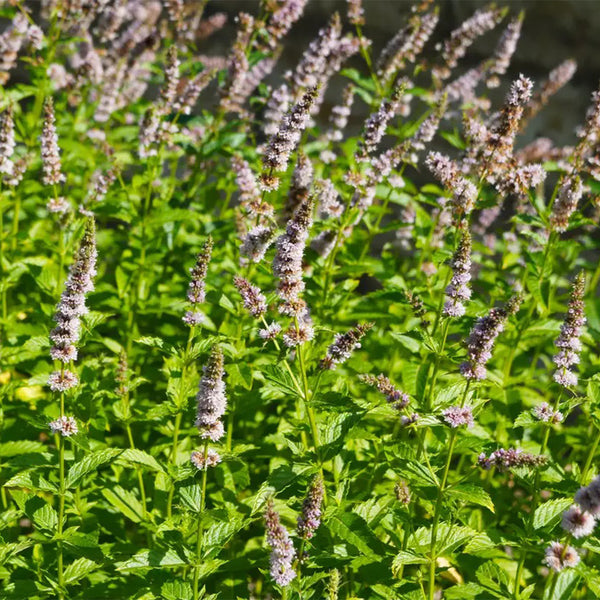 Spearmint Mint, 1000 Seeds